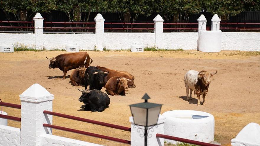Los primeros toros llegan a la Venta de Antequera