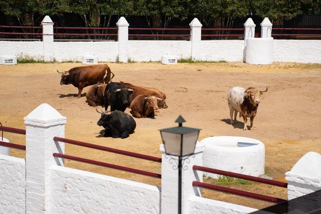 Los primeros toros llegan a la Venta de Antequera