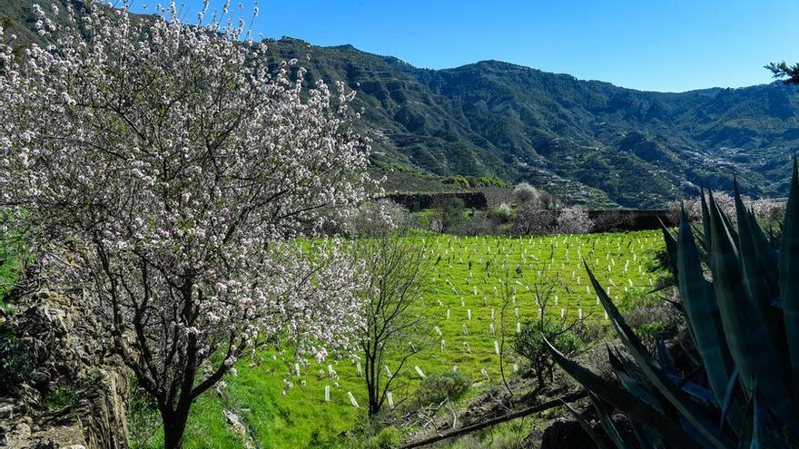 Almendros en flor en la Cumbre de Gran Canaria