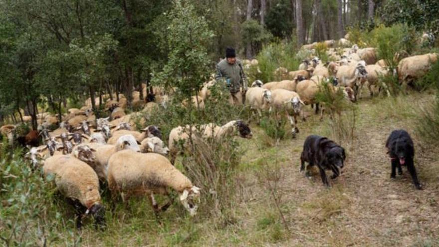 Ramats de foc: prevenció d&#039;incendis, pasturatge  i consum responsable