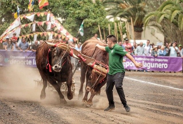 Feria de ganado y procesión por las Fiestas de San Benito en La Laguna, julio 2022