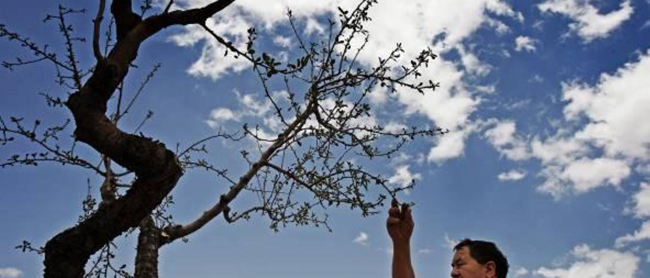 Almendros secos por la sequía en el Medio Vinalopó