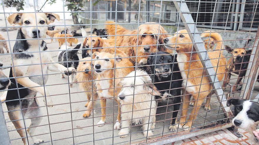 La nueva ley de Bienestar Animal prohíbe tener estas mascotas en casa