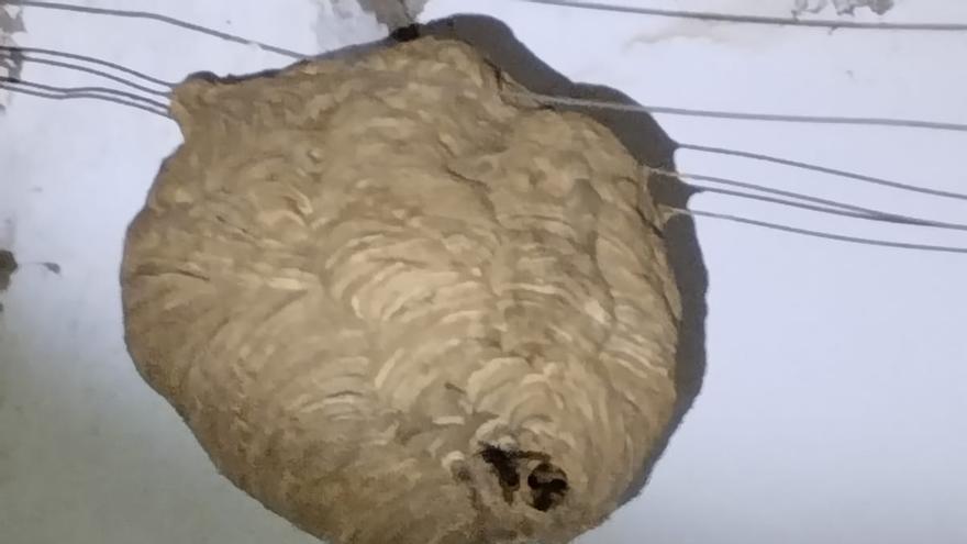 Retirado el segundo nido de avispa asiática en la provincia de Zamora