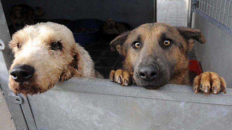 Dos perros en una protectora de Vilagarcía. // Noé Parga