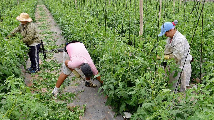 Comienzo de la zafra de tomates en septiembre del pasado año en el municipio grancanario de Santa Lucía.