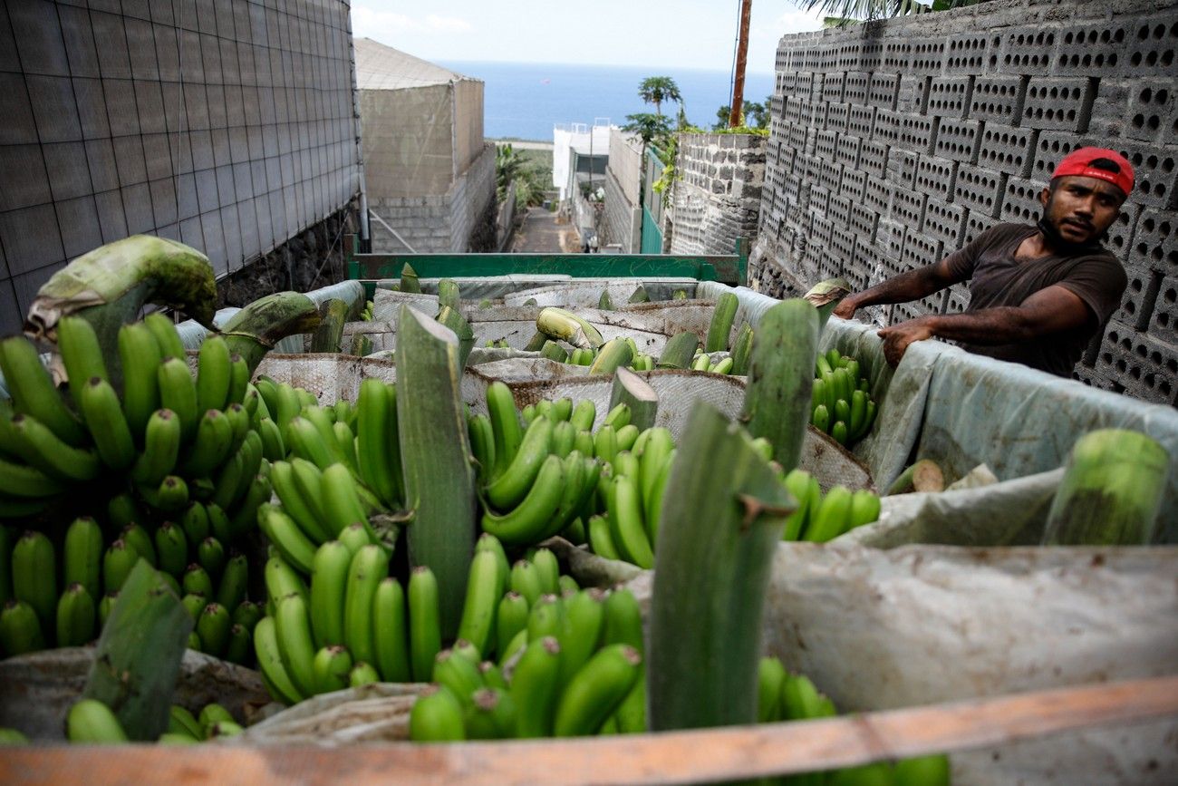 Agricultores recogen los plátanos de sus fincas llenas de ceniza del volcán en erupción en La Palma