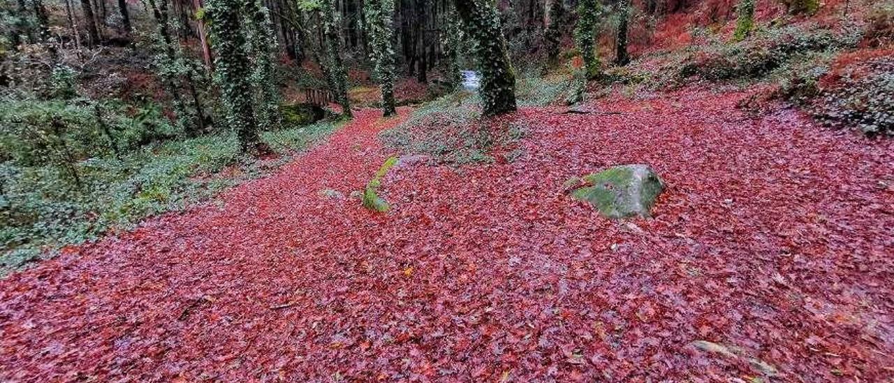 Los colores que muestra un otoño que perece. Es la ladera que  baja hasta el río de A Fraga, en Moaña, donde el otoño nos descubre sus colores, su manto de hojas que deslumbran en medio de una fraga humeda teñida de verde y  blanco. Santos Álvarez