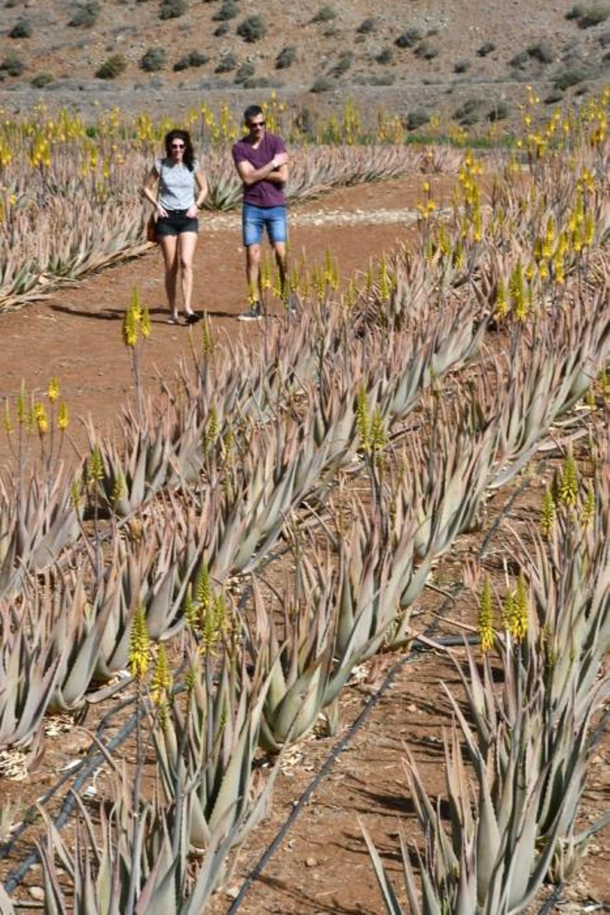 Finca de aloe vera en Fataga