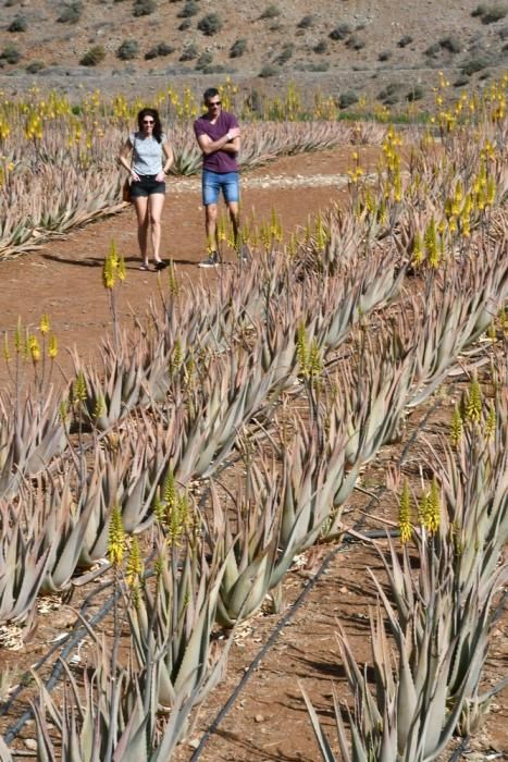 Finca de aloe vera en Fataga.