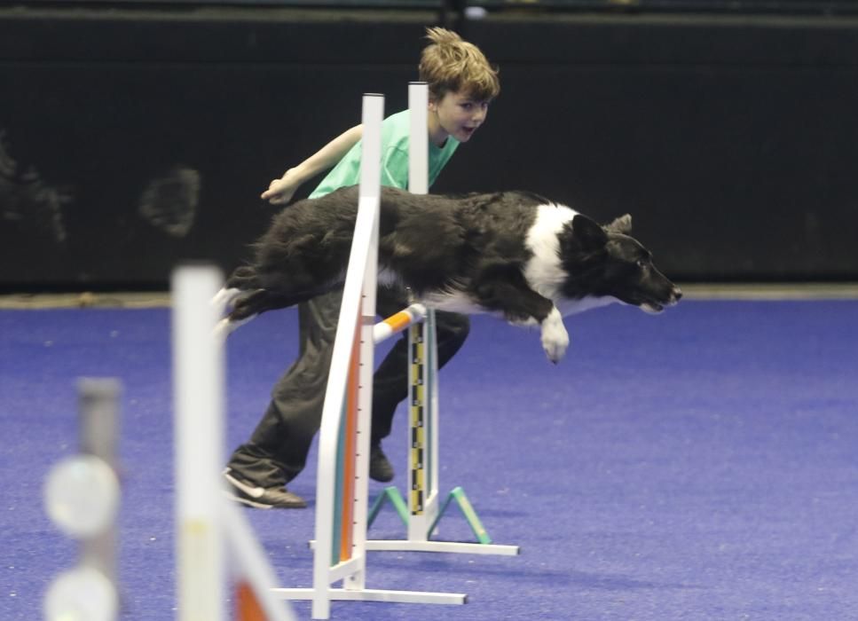 La Exposición Canina de Vigo cierra una nueva edición con grandes resultados.