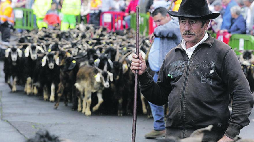 Un cabrero durante la última edición de la Octava Ganadera de San Antonio, en el municipio de La Matanza de Acentejo.