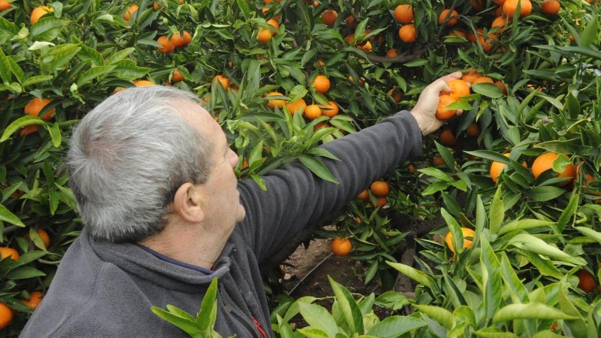 Logran reducir a la mitad el agua y los abonos en el cultivo de cítricos en un programa piloto en Onda