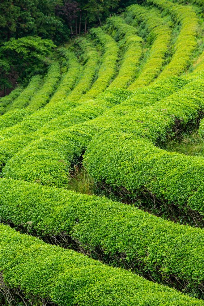 Plantaciones de té Boseong, Corea del Sur