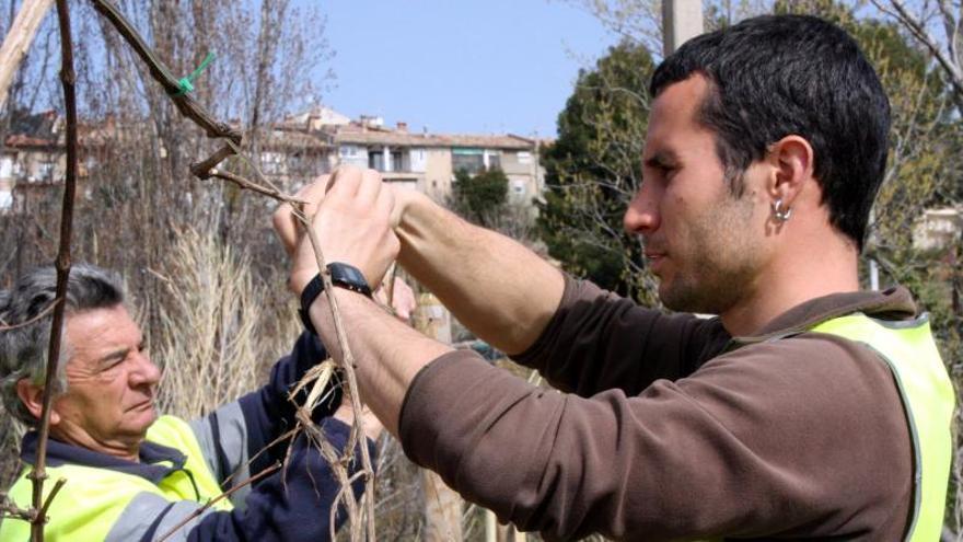 Berga comença a plantar vidalba per garantir-ne la provisió per la Patum