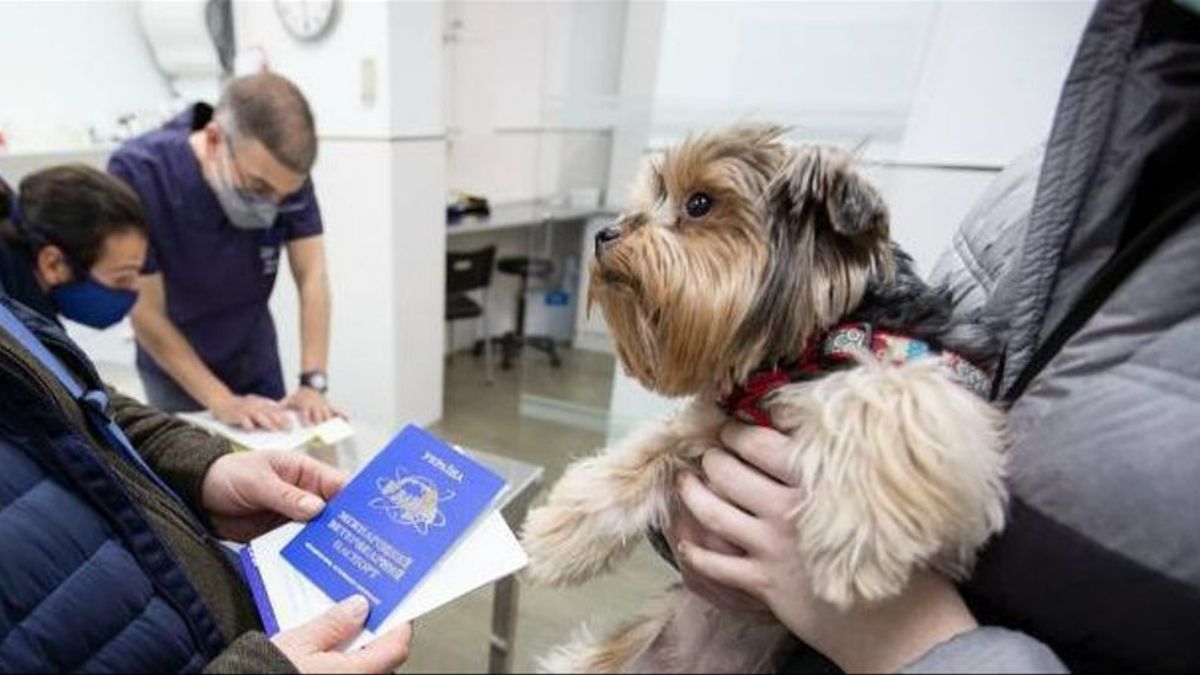 Un Yorkshire Terrier de Ucrania, durante su revisión en una clínica veterinaria.