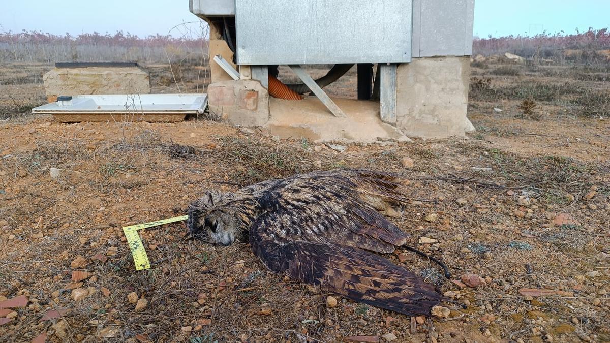 Un búho real electrocutado bajo un poste de alta tensión en Requena -Utiel