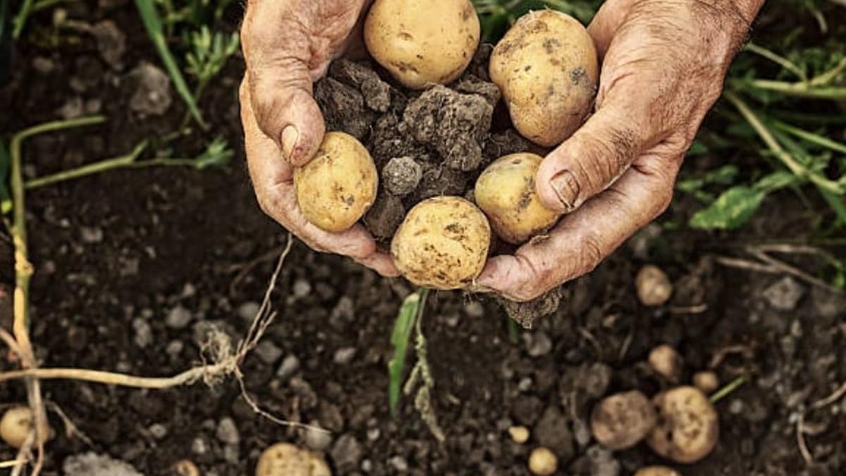 Un agricultor muestra algunas patatas afectadas por la plaga, más pequeñas de lo normal.