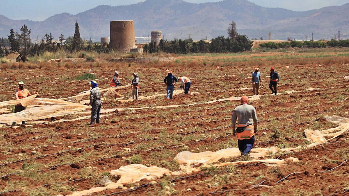 Varios jornaleros manejan la cobertura de plástico en una plantación de regadío de Cartagena. | JUAN CABALLERO