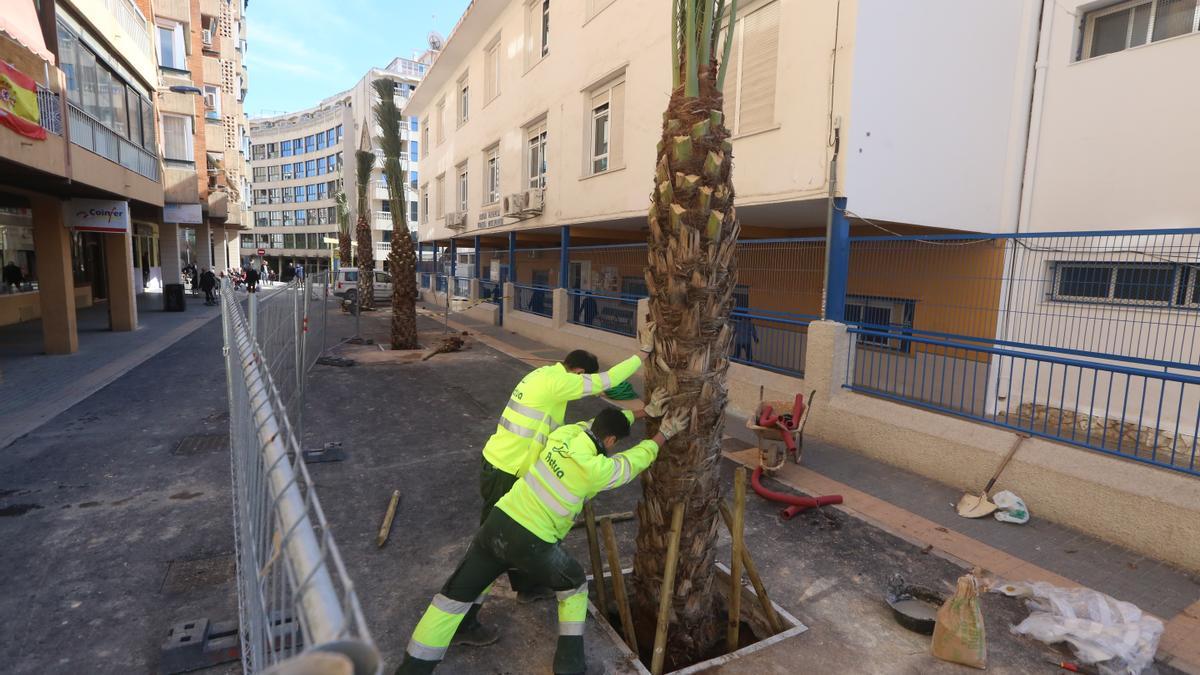 Operarios de la concesionaria de parques y jardines plantan palmeras en una céntrica calle de Benidorm, en una imagen de archivo.