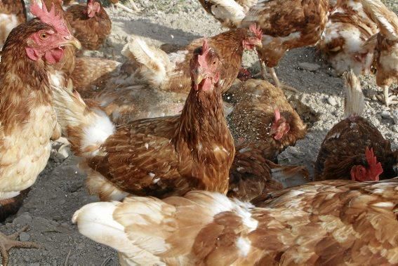 Sie sind für das Eierlegen gezüchtet, wissen, was sie zu tun haben, genießen den Auslauf - und schauen doch stets ängstlich gen Himmel. Zu Besuch bei 1.200 Hühnern in der Nähe von Marratxí.