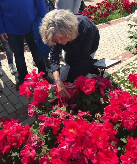 Rosa "Castell d'Alaquàs" en el Parque del Oeste.