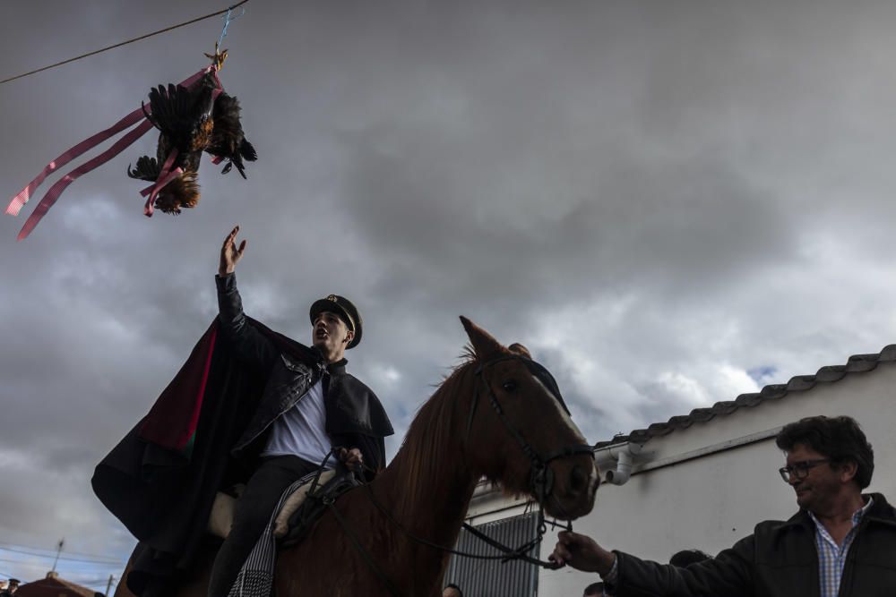 Las mejores imágenes de la corrida del gallo en El