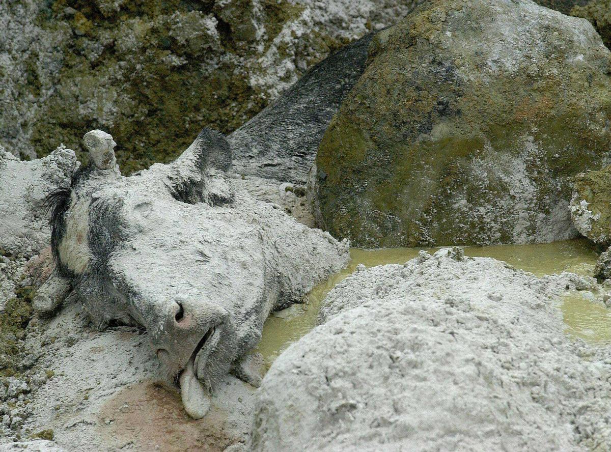 El cadáver de una vaca en la cantera de Mesía tras ser arrojado el 31 de diciembre de 2000.