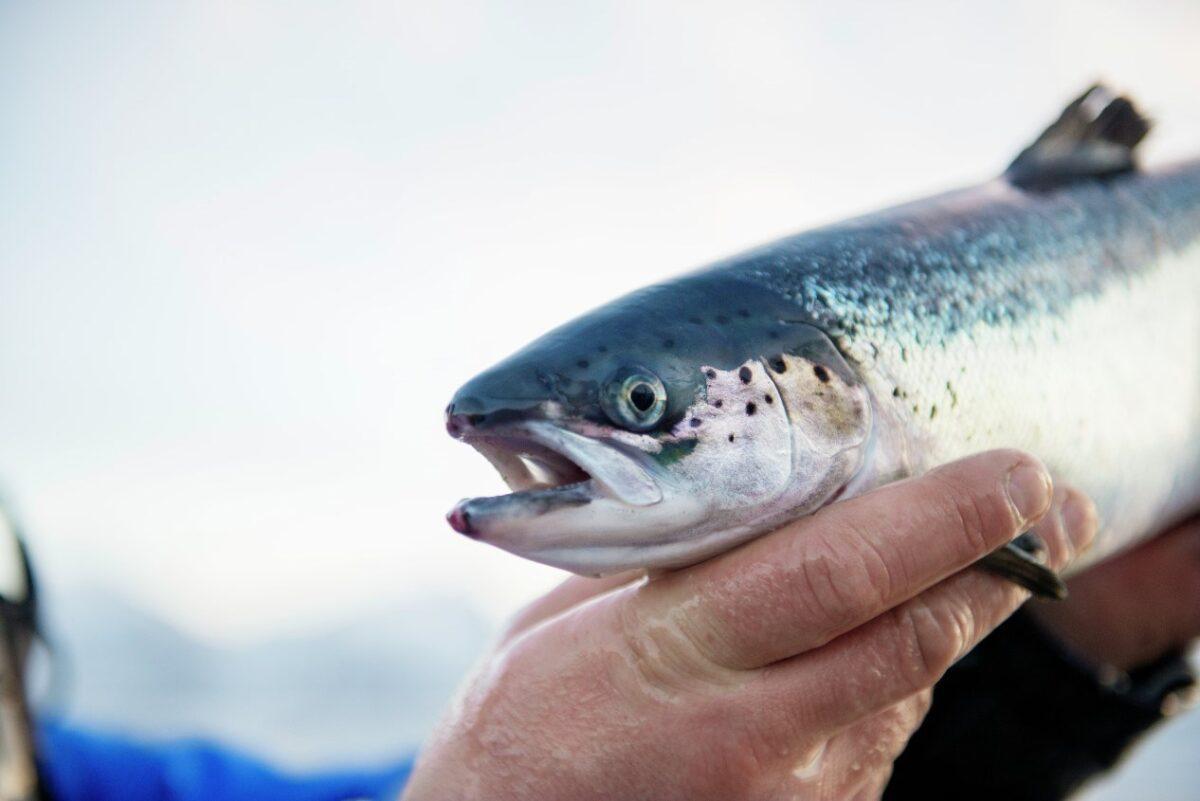 Alerta ecologista: “El salmón está en peligro de extinción en España”