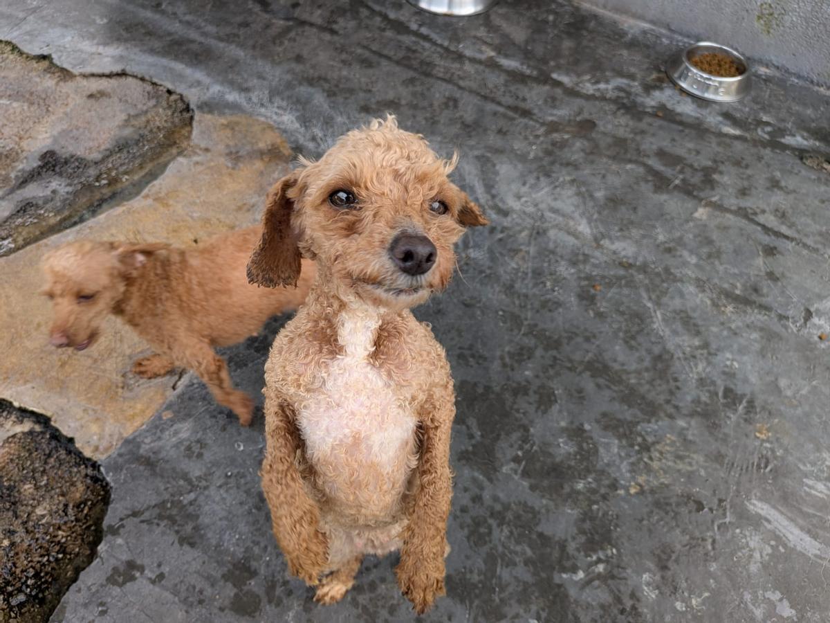 La evolución de los perros incautados en un criadero de Gijón, en imágenes La evolución de los perros incautados en un criadero de Gijón, en imágenes