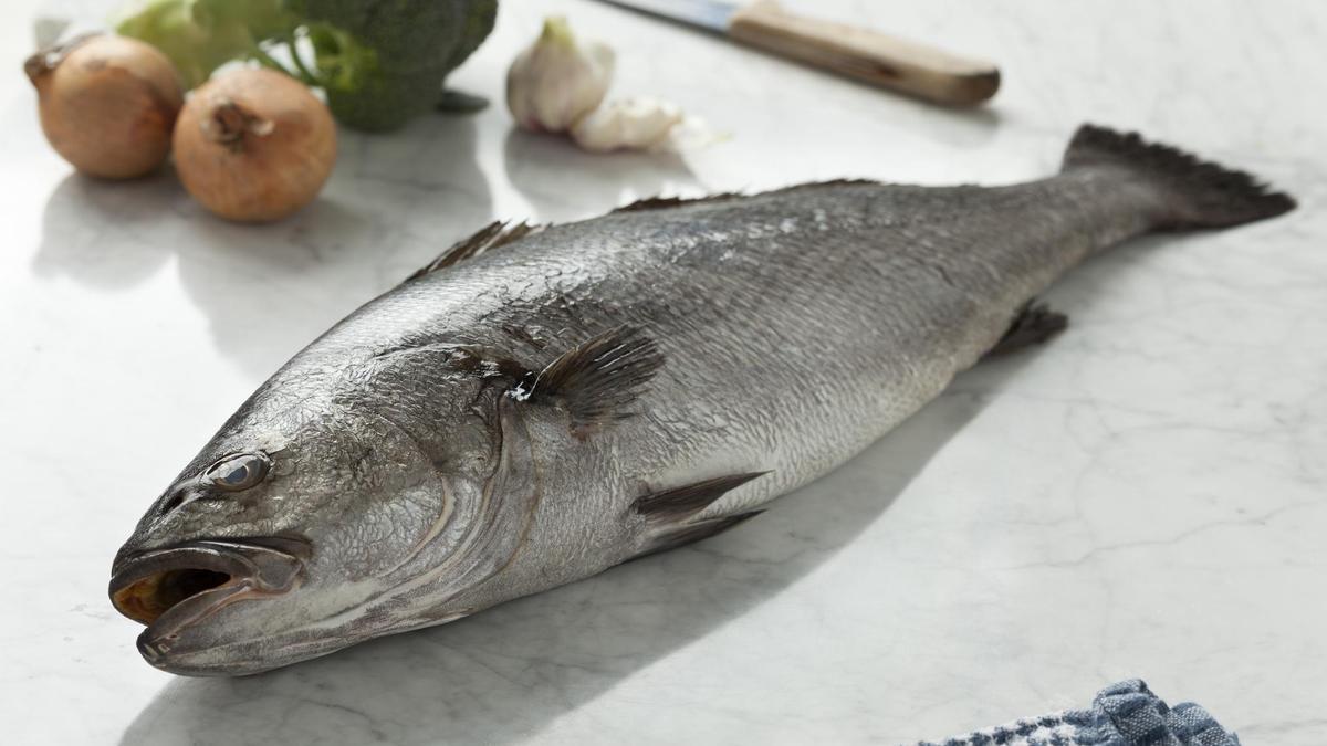 La corvina, un pescado ideal para la gastronomía.