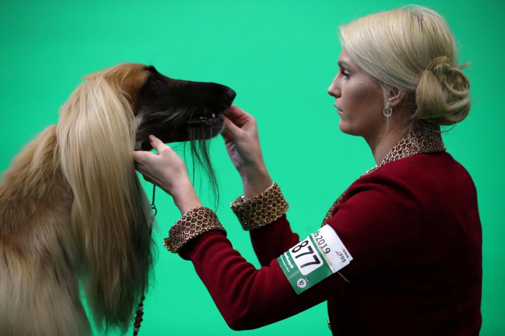 Crufts 2019: L'exhibició de gossos més gran del món