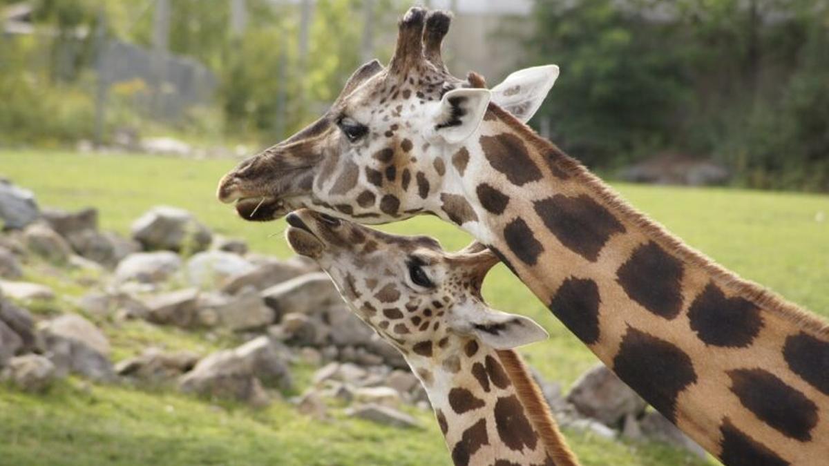 El porqué de la evolución genética única de las jirafas
