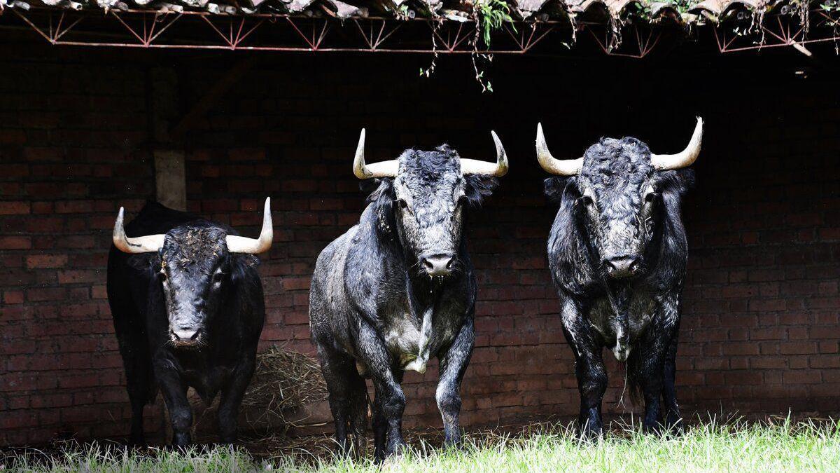 Tres de los toros de Victorino lidiados en diciembre en la Feria de Cali, que fue un grandioso espectáculo con hasta tres ejemplares premiados con la vuelta al ruedo.