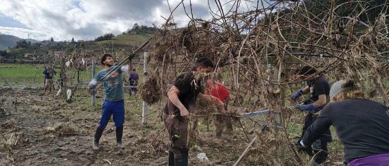 Un grupo de trabajadores limpia una finca en Forcinas (Pravia).