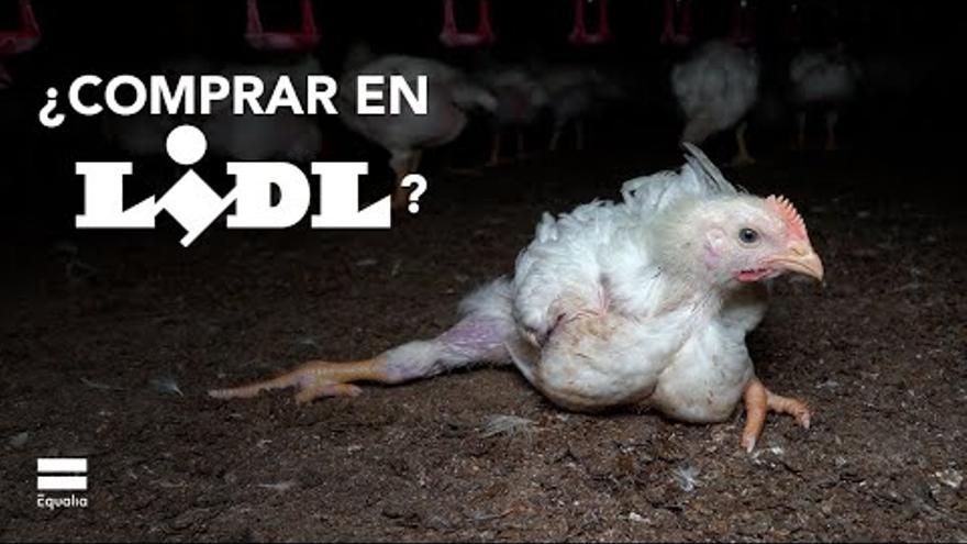 Els animalistes demanen a Lidl que millori les condicions dels pollastres