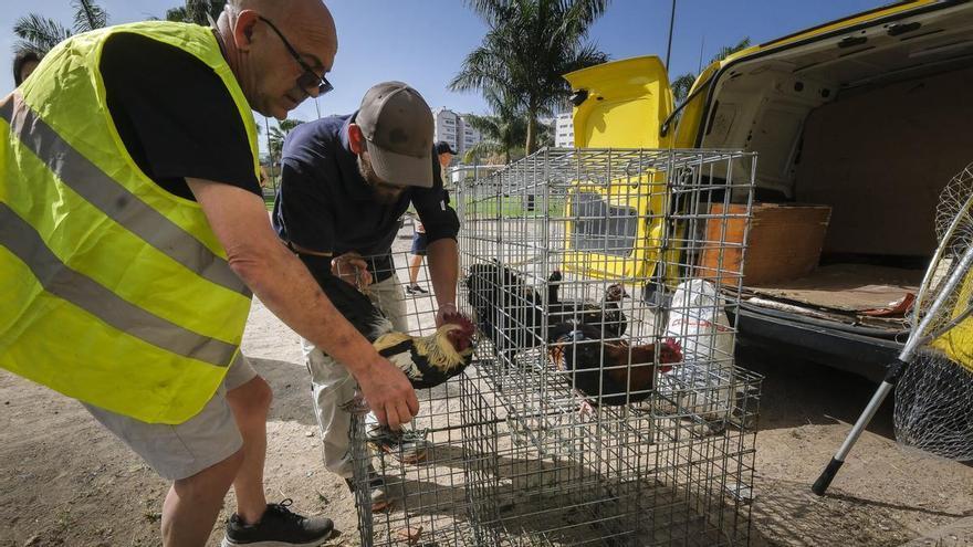 La captura de gallos y gallinas que no dejan dormir a La Paterna: "Suben a los árboles y son expertas trepadoras"