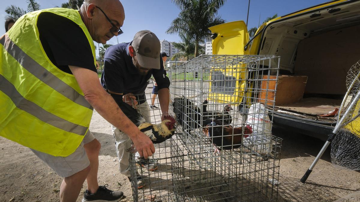 Captura de gallos y gallinas en La Paterna (Las Palmas de Gran Canaria)