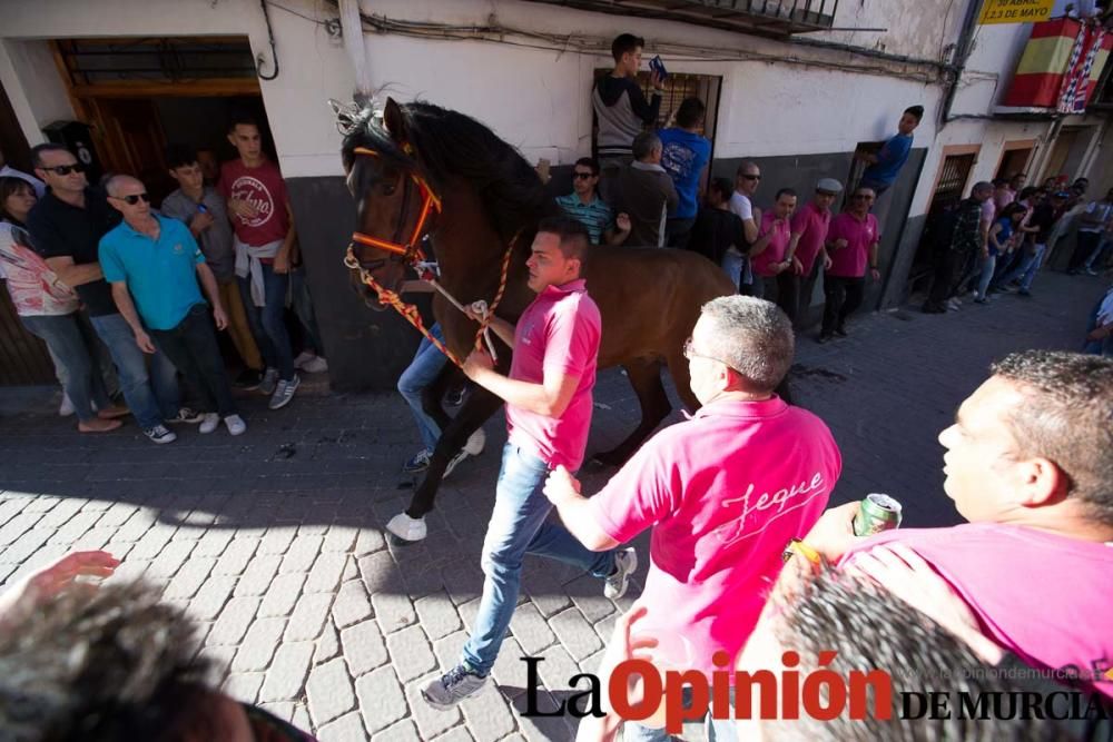 Caballo a pelo Caravaca (Desfile)