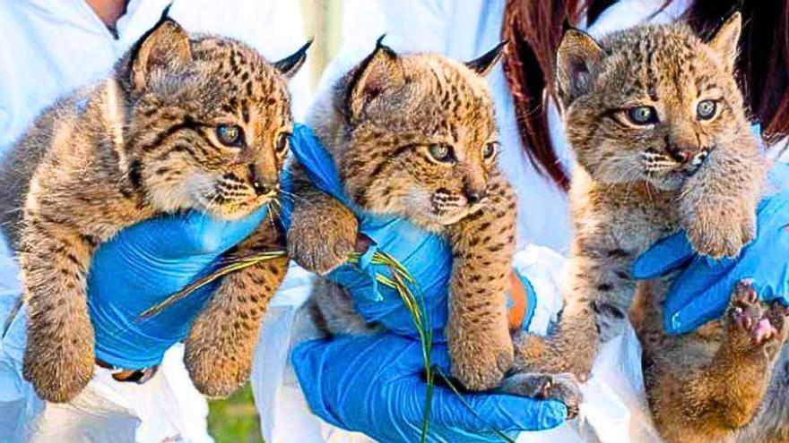 Así es el primer mes de un lince ibérico: el vídeo de Parques Nacionales (OAPN) que enseña cómo revisan a los cachorros