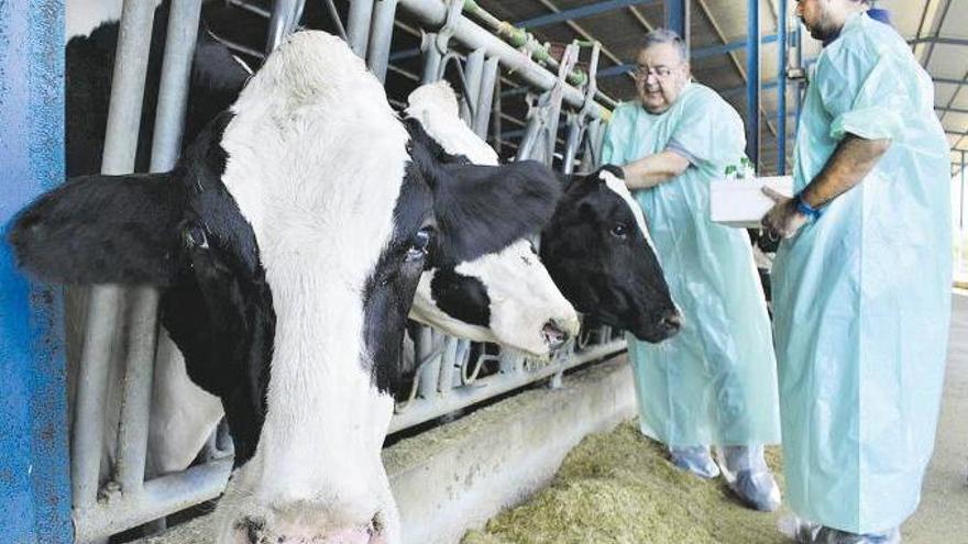 La leche de vaca inmune al coronavirus bovino, ¿escudo contra el Covid-19?