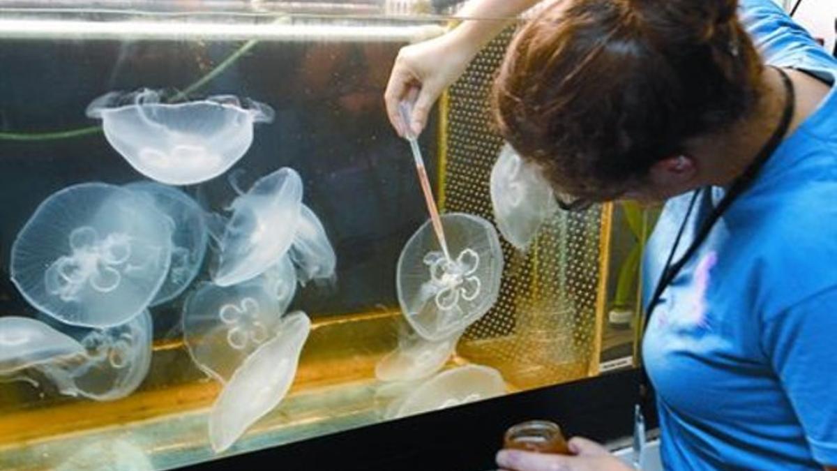 Tanque de investigación con medusas en el Instituto de Ciencias del Mar del CSIC, en Barcelona.