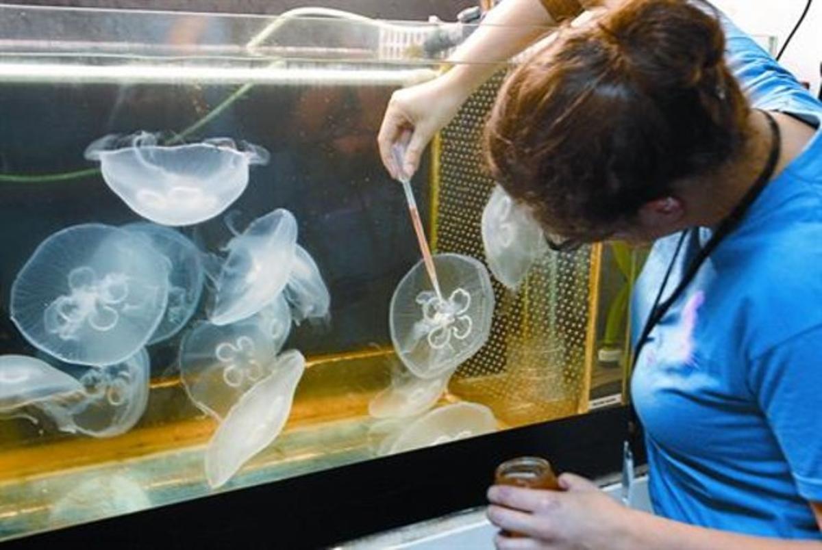 Tanc d’investigació amb meduses a l’Institut de Ciències del Mar del CSIC, a Barcelona. Tanc d’investigació amb meduses a l’Institut de Ciències del Mar del CSIC, a Barcelona.
