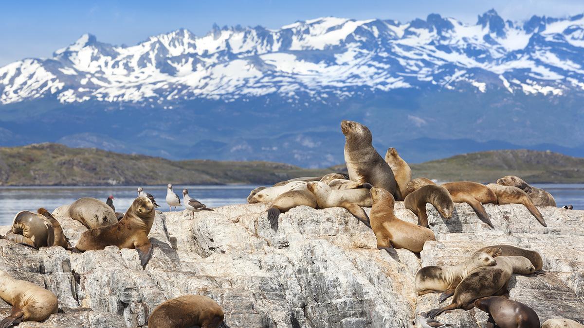Lobos marinos en el Canal Beagle, una de las excursiones imprescindibles desde Ushuaia.