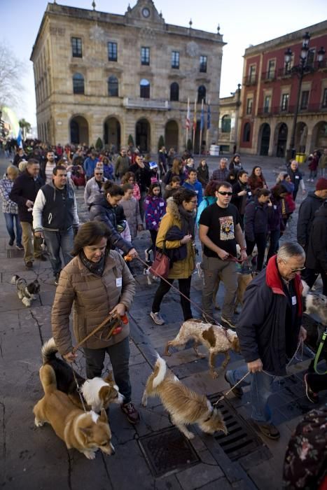 San Silvestre canina en Gijón