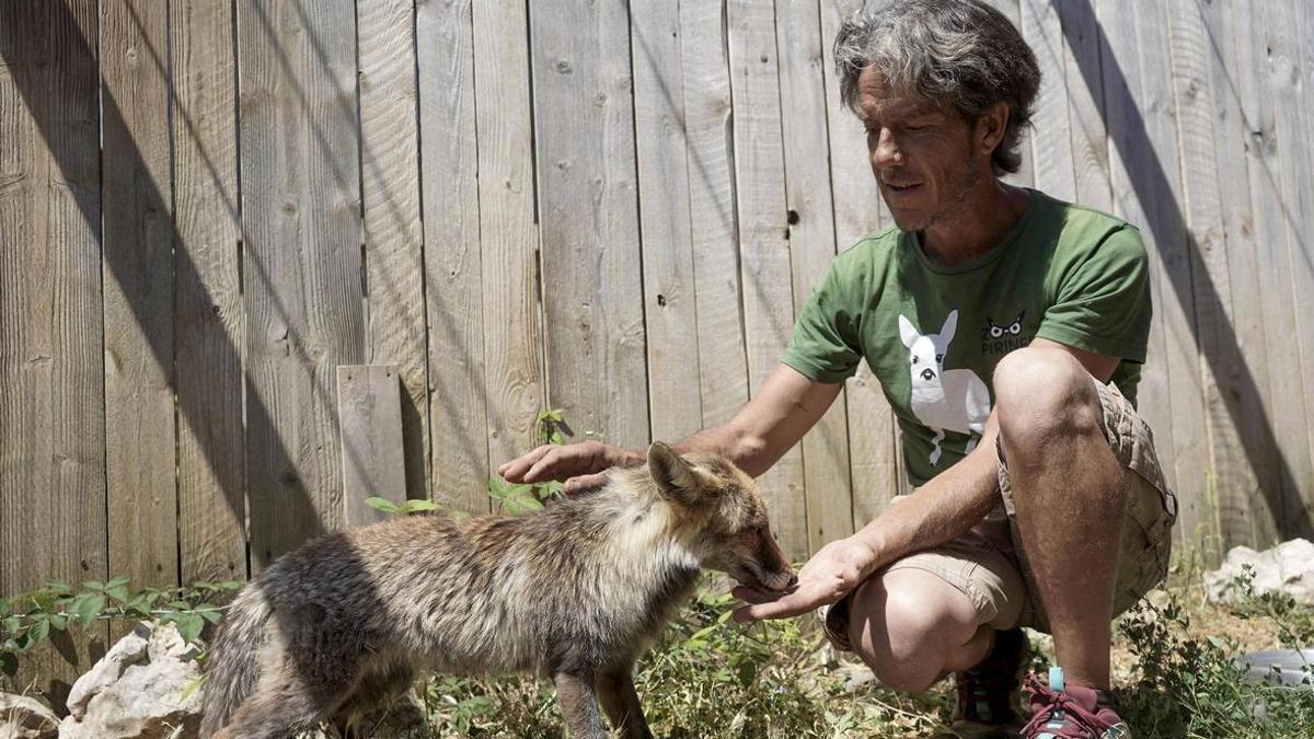 La Nikki, una guineu del Zoo del Pirineu, amb Eloi Arenas, fundador