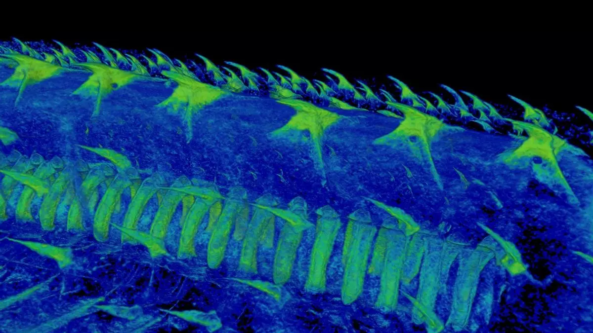 Los dientes surgieron para sentir, no para masticar
