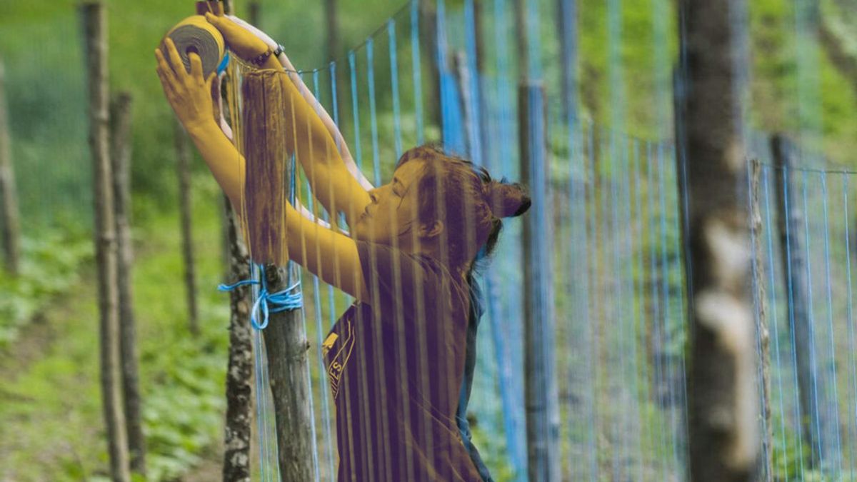 Hay que plantar en el campo el futuro de Asturias: 23 actuaciones para repoblar