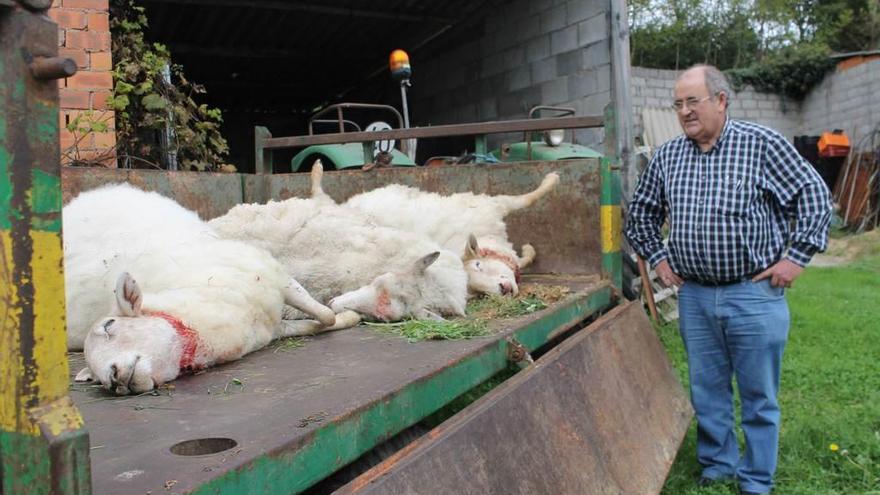 Asensio García observa desconsolado los cuerpos de tres de las cuatro ovejas muertas en Muros de Nalón.