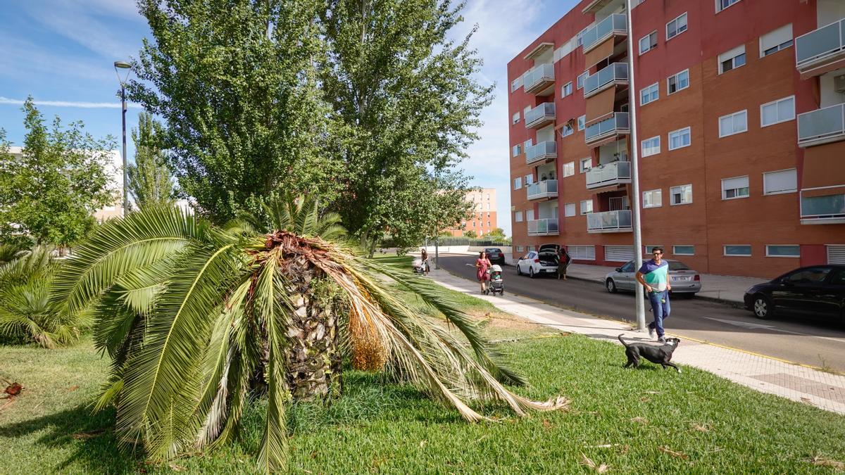 Palmera enferma.